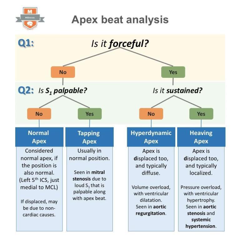 Examination of the Cardiac Apex Beat • Mediscuss • Algorithm for Apical